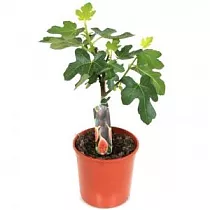Инжир - Ficus carica D14 H35