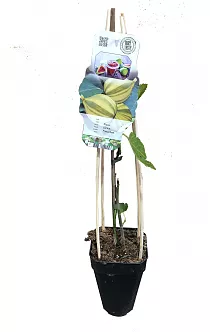 Инжир варьегатный - Ficus carica Panachee D14 H40
