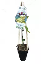 Инжир варьегатный - Ficus carica Panachee D14 H40