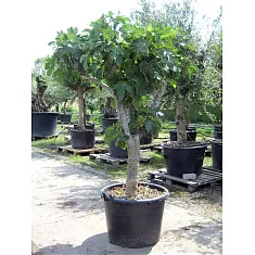 Инжир - Ficus carica D50 H180