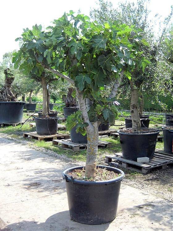 Инжир - Ficus carica D50 H180
