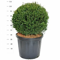 Тисс бакката - Taxus Baccata Ball D58 H100