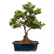 Камелия цветущий бонсай D20 H40