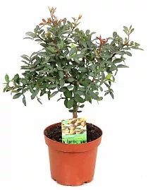 Фисташка - Pistacia  D12 H25