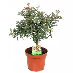 Фисташка - Pistacia  D12 H25