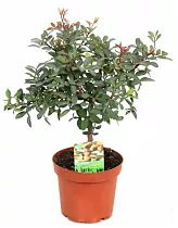 Фисташка - Pistacia  D12 H25