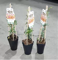 Фисташка - Pistacia D17 H60