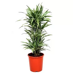 Драцена Варнески куст - Dracaena Warneckei D30 H140