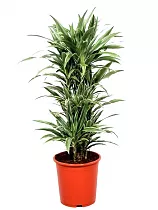 Драцена Варнески куст - Dracaena Warneckei D30 H140