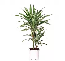 Драцена Варнески - Dracaena Warneckei D14 H50