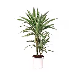Драцена Варнески - Dracaena Warneckei D14 H50