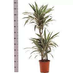 Драцена Варнески - Dracaena Warneckei D21 H120