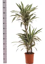 Драцена Варнески - Dracaena Warneckei D21 H120