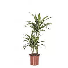 Драцена Варнески - Dracaena Warneckei D17 H75