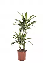 Драцена Варнески - Dracaena Warneckei D17 H75