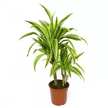 Драцена Лемон Лайм - Dracaena fr. Lemon Lime D14 H50
