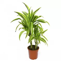 Драцена Лемон Лайм - Dracaena fr. Lemon Lime D14 H50