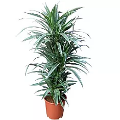 Драцена Варнески куст - Dracaena Warneckei D25 H125