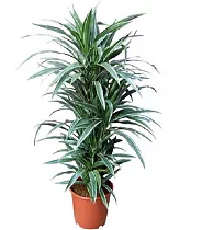 Драцена Варнески куст - Dracaena Warneckei D25 H125