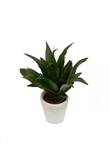 Драцена Джанет Крэйг - Dracaena deremensis "Janet Craig" D9 H20