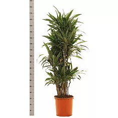 Драцена Варнески куст - Dracaena Warneckei D35 H180