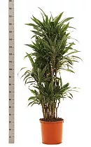 Драцена Варнески куст - Dracaena Warneckei D35 H180
