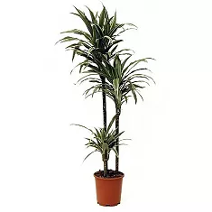 Драцена Варнески - Dracaena Warneckei D30 H180