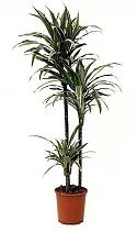 Драцена Варнески - Dracaena Warneckei D30 H180