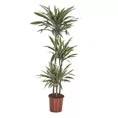 Драцена Варнески - Dracaena Warneckei D30 H160