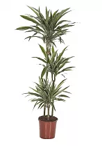 Драцена Варнески - Dracaena Warneckei D30 H160