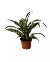 Драцена Варнески - Dracaena Warneckei D9 H20