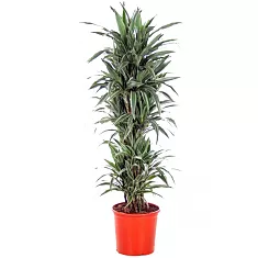 Драцена Варнески куст - Dracaena Warneckei D35 H190