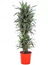 Драцена Варнески куст - Dracaena Warneckei D35 H190