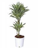 Драцена деремская (душистая) Сюрприз - Dracaena fragrans surprise D20 H90