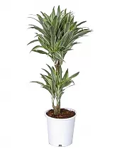 Драцена деремская (душистая) Сюрприз - Dracaena fragrans surprise D20 H90