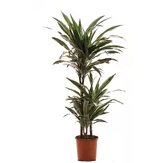 Драцена Варнески - Dracaena Warneckei D25 H110