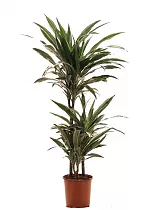 Драцена Варнески - Dracaena Warneckei D25 H110