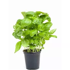 Базилик - Ocimum D12 H20