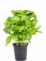 Базилик - Ocimum D12 H20