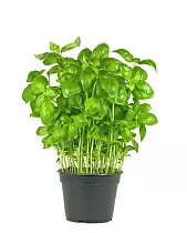 Базилик - Ocimum H14 H25