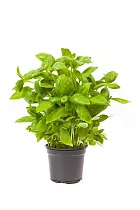 Базилик - Ocimum D13 H25
