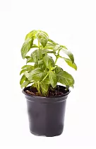 Базилик - Ocimum D10 H15