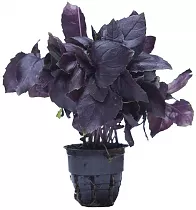Базилик - Ocimum H14 H25