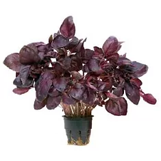 Базилик - Ocimum D12 H20