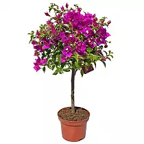 Бугенвиллея - Bougainvillea D107 H80