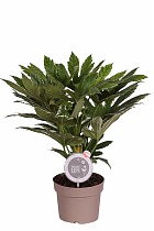 Фатсия Японика Вариегата - Fatsia japonica variegata  D20 H90