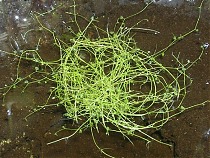 Пузырчатка горбатая - Utricularia gibba