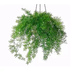 Аспарагус Шпренгера  (спаржа) - Asparagus densiflorus 'Sprengeri' HANGPOTS D17 H45