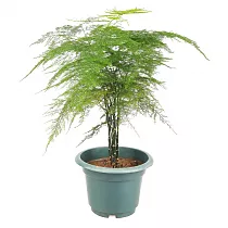 Аспарагус Квебе - Asparagus Densiflorus Cwebe  D20 H80