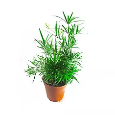 Аспарагус Фалькатус, Аспарагус серповидный - Asparagus falcatus D12 H30